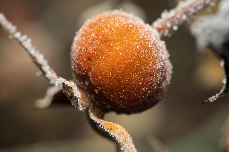Frozen Isn't a Four-Letter Word: The Case for Rethinking What 'Fresh' Actually Means