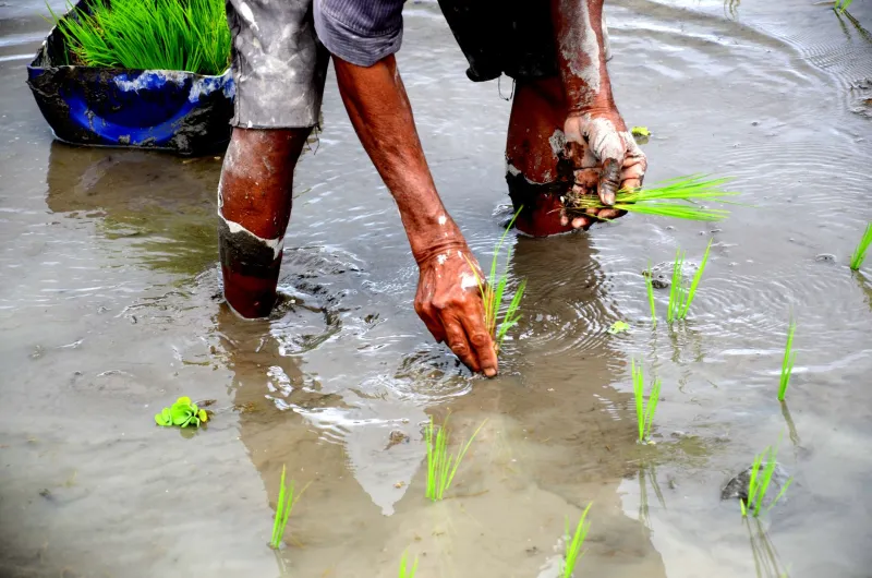 Dirt Rich: How Regenerative Farms Are Quietly Changing What Ends Up on Your Plate
