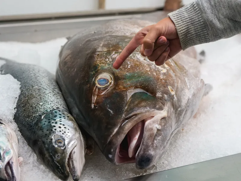 Good for the Ocean, But Is It Good for You? The Hidden Health Trade-Offs in Sustainable Seafood
